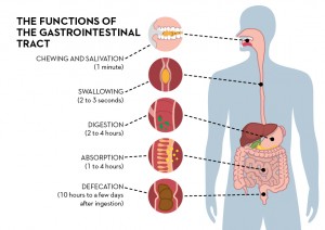 How the digestion works?